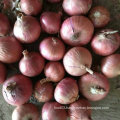 Export Standard Quality of Fresh Red Onion 5-7cm